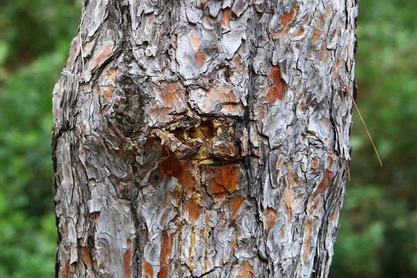 Struktura Stromu Kůry Kmeni Stromu Městském Parku Izraeli Abstraktní Pozadí — Stock fotografie