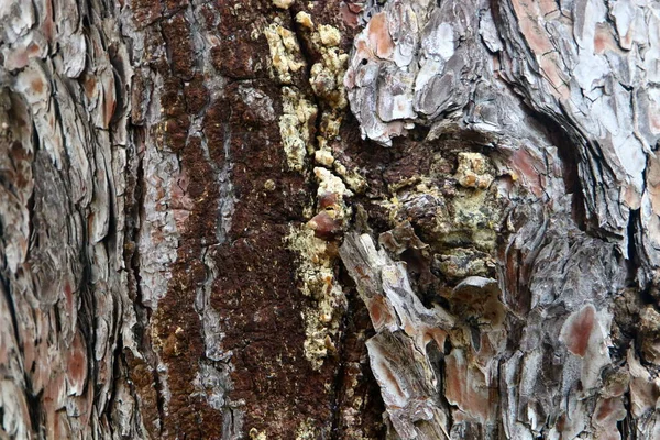 Textura Árbol Corteza Tronco Árbol Parque Ciudad Israel Fondo Abstracto — Foto de Stock