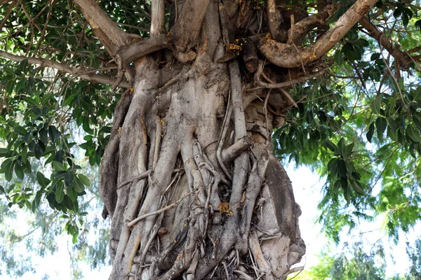 Srail Bir Şehir Parkında Ağaç Gövdesi Ağaç Kabuğu Soyut Arkaplan — Stok fotoğraf