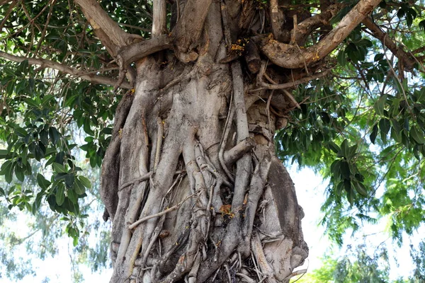 Texture Arbre Écorce Sur Tronc Arbre Dans Parc Urbain Israël — Photo