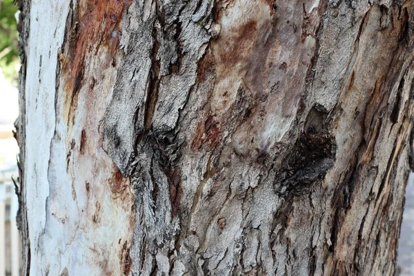 Texture Tree Bark Tree Trunk City Park Israel Abstract Background — Stock Photo, Image