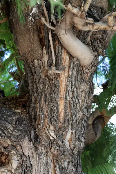 Texture Arbre Écorce Sur Tronc Arbre Dans Parc Urbain Israël — Photo