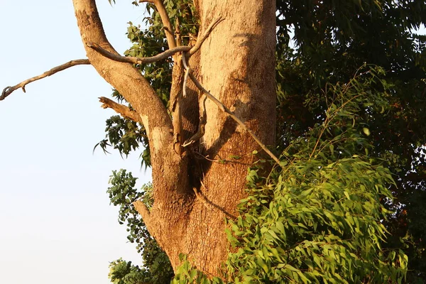 Texture Albero Corteccia Tronco Albero Parco Cittadino Israele Sfondo Astratto — Foto Stock