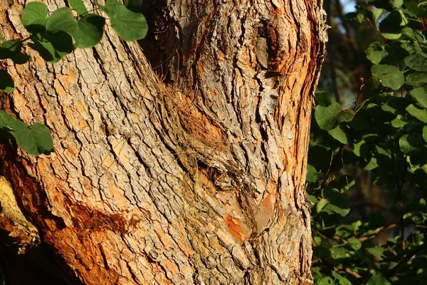 Textura Uma Árvore Latido Tronco Árvore Parque Cidade Israel Contexto — Fotografia de Stock