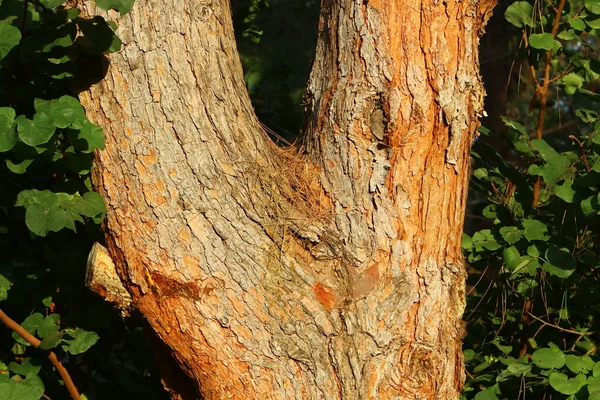 木の質感と樹皮イスラエルの都市公園内の木の幹に 要旨の背景 — ストック写真