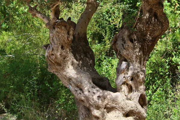 以色列一个城市公园里一棵树的纹理和树干上的树皮 摘要背景 — 图库照片