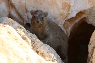 İsrail 'in kuzeyindeki Akdeniz kıyılarındaki bir şehir parkında sıcak taşların üzerinde oturan erkekler. 