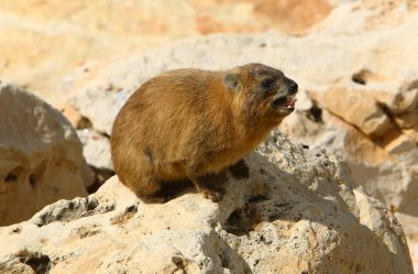 İsrail 'in kuzeyindeki Akdeniz kıyılarındaki bir şehir parkında sıcak taşların üzerinde oturan erkekler. 
