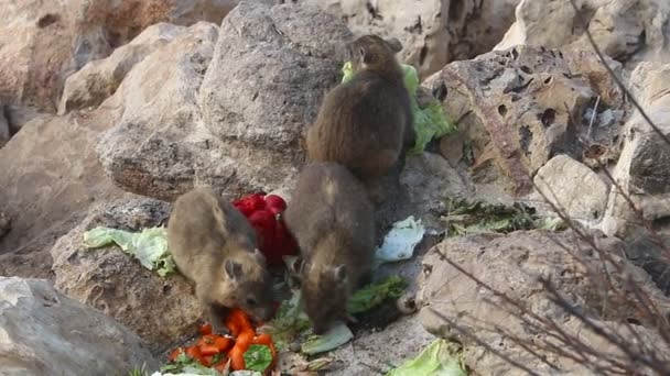 Dighe Siedono Pietre Calde Parco Cittadino Sulle Rive Del Mediterraneo — Video Stock