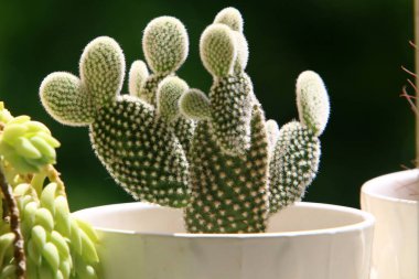 Çiçekler ve kaktüsler İsrail 'de bir şehir caddesinde bir saksıda yetişir. 