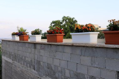 Çiçekler ve kaktüsler İsrail 'de bir şehir caddesinde bir saksıda yetişir. 