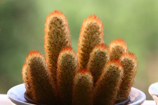 Bloemen Cactussen Groeien Een Bloempot Een Straat Israël — Stockfoto