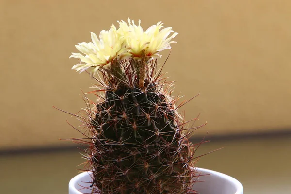 Bloemen Cactussen Groeien Een Bloempot Een Straat Israël — Stockfoto
