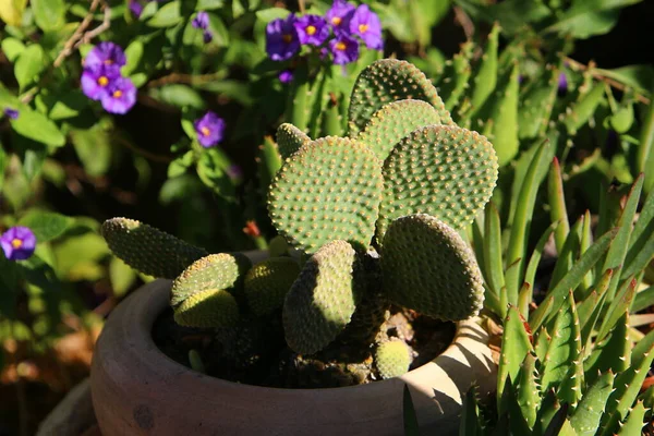 flowers and cacti grow in a flower pot on a city street in Israel