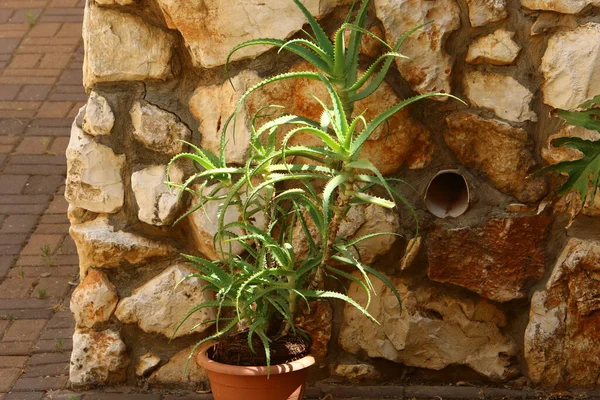 Flowers Cacti Grow Flower Pot City Street Israel — Stock Photo, Image