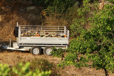 Odunlar ve kirişler yakacak odun olarak kesilmiş. Kış için yakacak odun hazırlığı. 