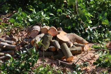 Odunlar ve kirişler yakacak odun olarak kesilmiş. Kış için yakacak odun hazırlığı. 