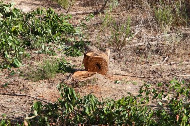 Odunlar ve kirişler yakacak odun olarak kesilmiş. Kış için yakacak odun hazırlığı. 