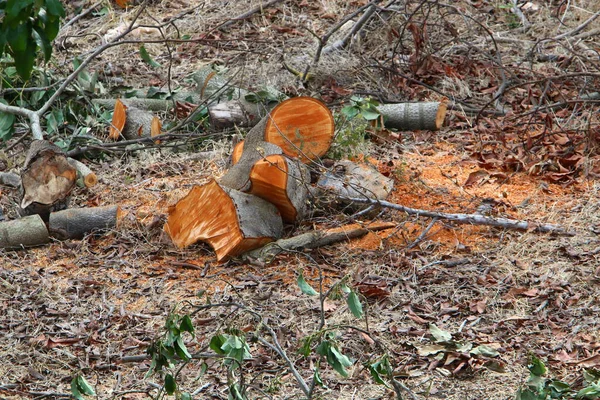 木柴和木梁锯成木柴 为冬天准备柴火 — 图库照片