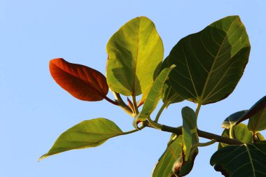 Şehir parkındaki ağaçların üzerinde çok renkli yapraklar. İsrail 'de sıcak sonbahar. 