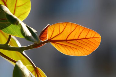Şehir parkındaki ağaçların üzerinde çok renkli yapraklar. İsrail 'de sıcak sonbahar. 