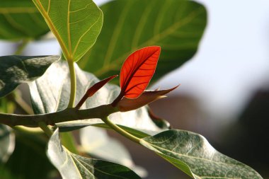 Şehir parkındaki ağaçların üzerinde çok renkli yapraklar. İsrail 'de sıcak sonbahar. 