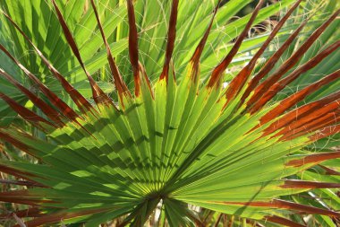 Şehir parkındaki ağaçların üzerinde çok renkli yapraklar. İsrail 'de sıcak sonbahar. 