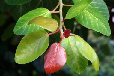 Şehir parkındaki ağaçların üzerinde çok renkli yapraklar. İsrail 'de sıcak sonbahar. 