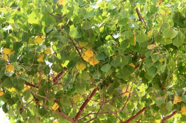 Şehir parkındaki ağaçların üzerinde çok renkli yapraklar. İsrail 'de sıcak sonbahar. 