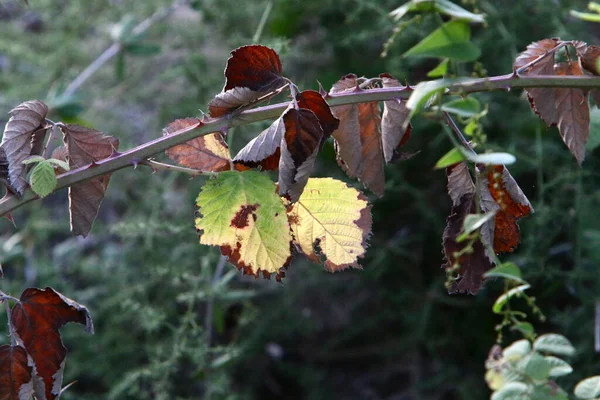 Şehir Parkındaki Ağaçların Üzerinde Çok Renkli Yapraklar Srail Sıcak Sonbahar — Stok fotoğraf