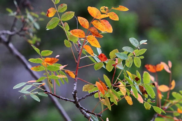 Folhas Multicoloridas Árvores Parque Cidade Outono Quente Israel — Fotografia de Stock