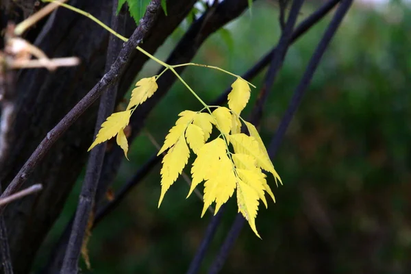 Foglie Multicolori Sugli Alberi Parco Cittadino Autunno Caldo Israele — Foto Stock