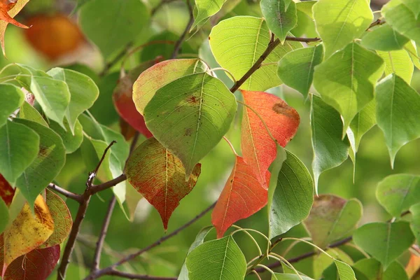 Feuilles Multicolores Sur Les Arbres Dans Parc Municipal Automne Chaud — Photo