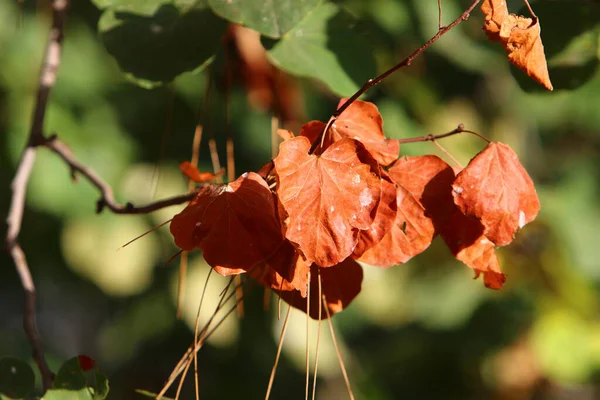 Foglie Multicolori Sugli Alberi Parco Cittadino Autunno Caldo Israele — Foto Stock