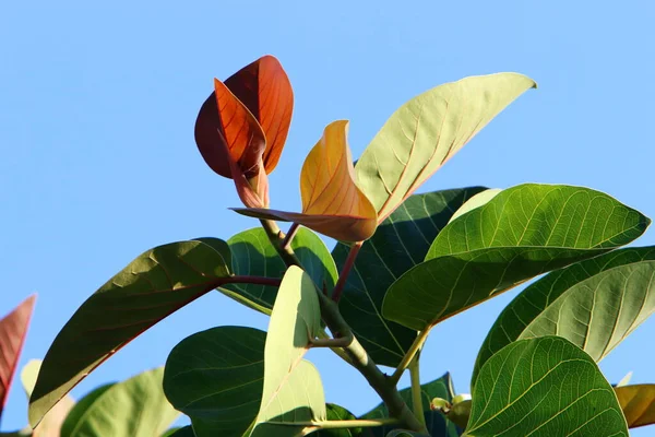 Hojas Multicolores Árboles Parque Ciudad Otoño Caliente Israel —  Fotos de Stock