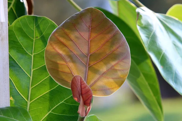 Hojas Multicolores Árboles Parque Ciudad Otoño Caliente Israel —  Fotos de Stock