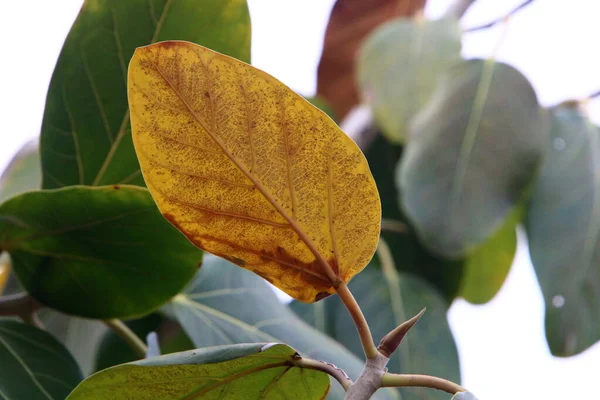 Hojas Multicolores Árboles Parque Ciudad Otoño Caliente Israel —  Fotos de Stock