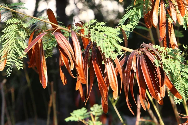 Hojas Multicolores Árboles Parque Ciudad Otoño Caliente Israel — Foto de Stock