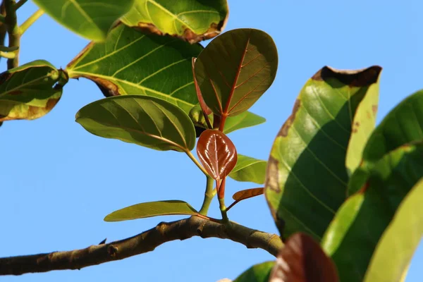 Hojas Multicolores Árboles Parque Ciudad Otoño Caliente Israel —  Fotos de Stock