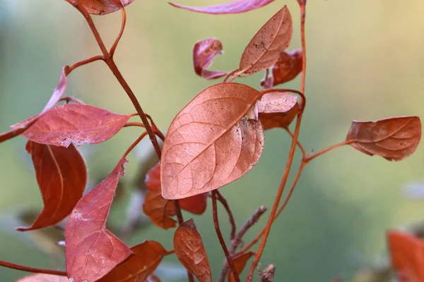 Folhas Multicoloridas Árvores Parque Cidade Outono Quente Israel — Fotografia de Stock