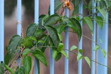 İsrail 'in kuzeyindeki bir şehir parkında yeşil çalılar ve çiçekler büyüyor. 