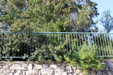 İsrail 'in kuzeyindeki bir şehir parkında yeşil çalılar ve çiçekler büyüyor. 
