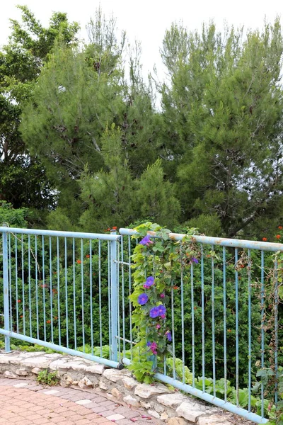 Groene Struiken Bloemen Groeien Langs Een Hek Een Stadspark Noord — Stockfoto