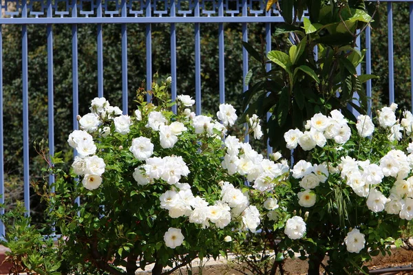 Gröna Buskar Och Blommor Växer Längs Ett Staket Stadspark Norra — Stockfoto