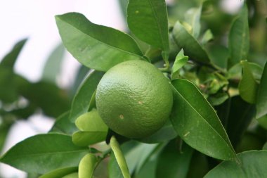 Turuncu ve aromalı meyveler İsrail 'de bir narenciye bahçesinde ağaçlarda asılı. Ağaçların arka planında yeşil yapraklar var. 