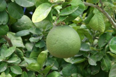 Turuncu ve aromalı meyveler İsrail 'de bir narenciye bahçesinde ağaçlarda asılı. Ağaçların arka planında yeşil yapraklar var. 