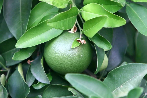 Orange Och Pomelo Frukter Hänger Träd Citrusträdgård Israel Mot Bakgrund — Stockfoto
