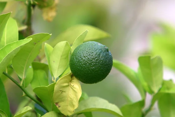 Orange Och Pomelo Frukter Hänger Träd Citrusträdgård Israel Mot Bakgrund — Stockfoto