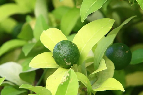 Orange Och Pomelo Frukter Hänger Träd Citrusträdgård Israel Mot Bakgrund — Stockfoto