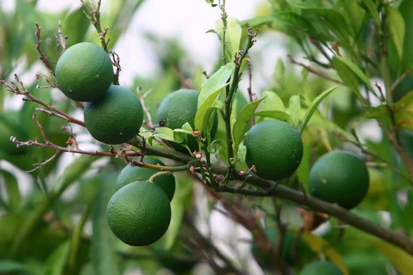 Laranja Pomelo Frutas Pendurar Árvores Jardim Cítrico Israel Contra Fundo — Fotografia de Stock